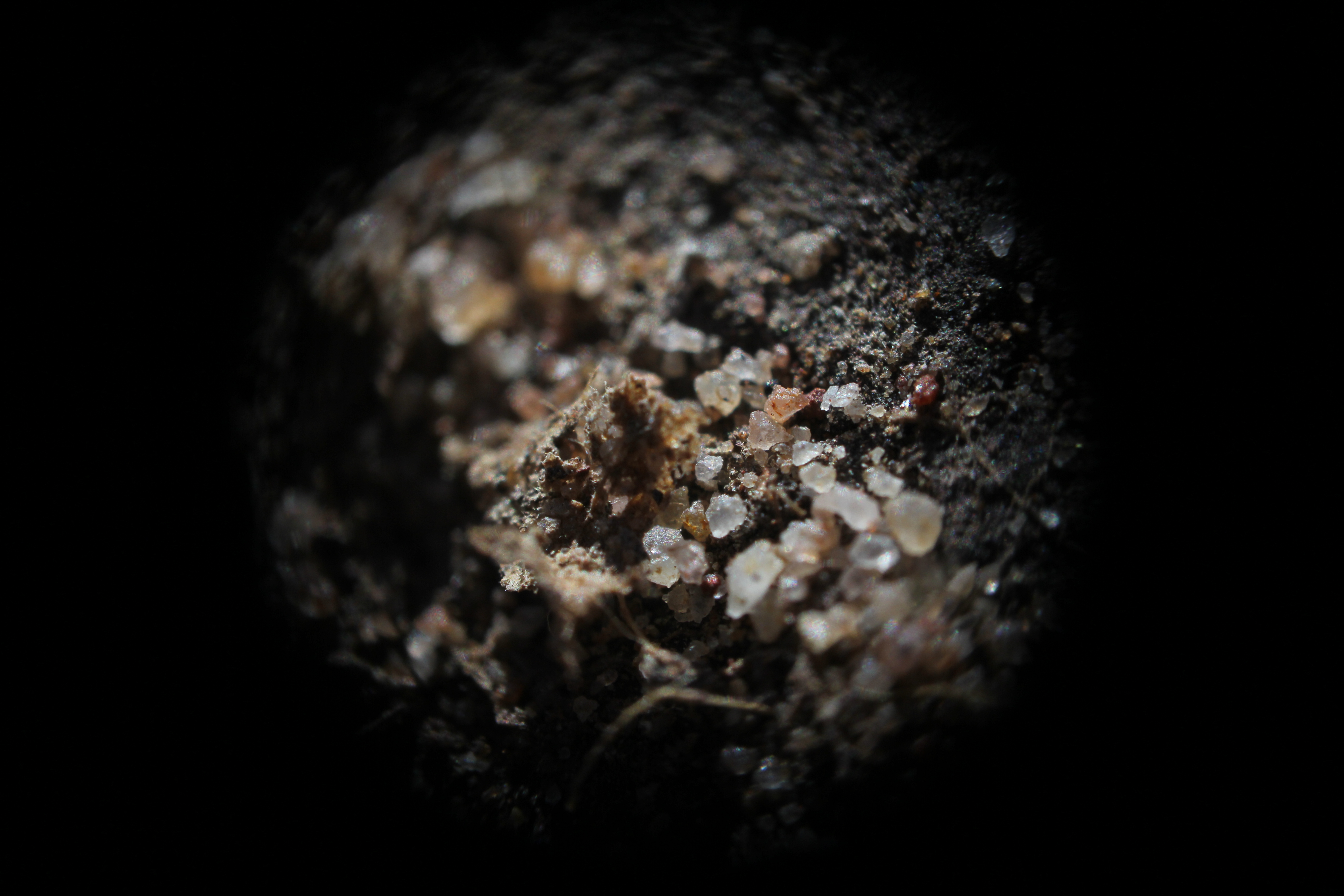 Will Heathcote_micro black soil